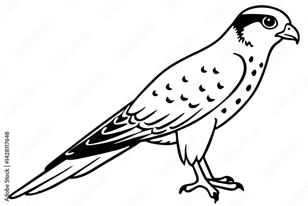 Fototapeta premium kestrel silhouette line art vector illustration with a white background