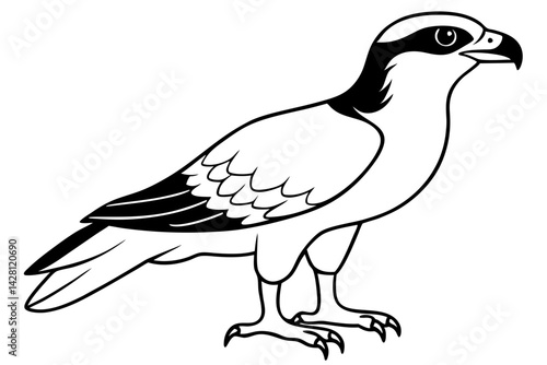 osprey silhouette line art vector illustration with a white background