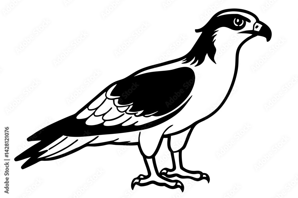 Obraz premium osprey silhouette line art vector illustration with a white background