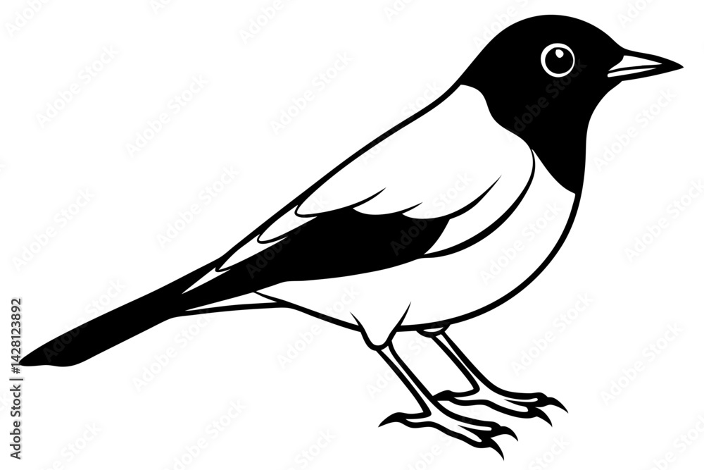 Fototapeta premium robin silhouette line art vector illustration with a white background