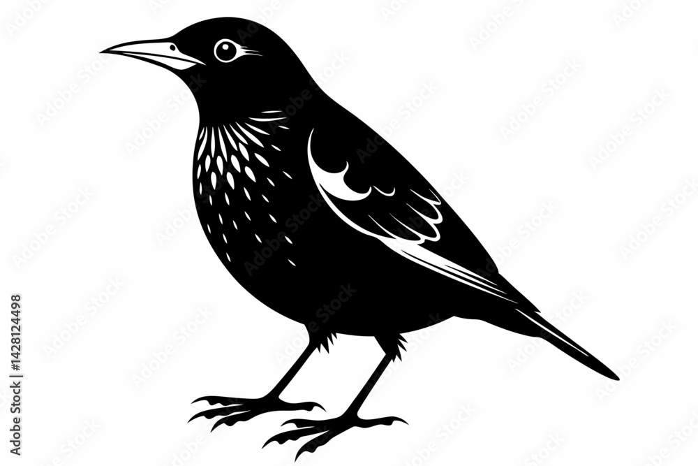 Fototapeta premium starling on a white background