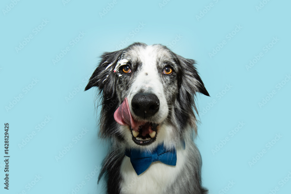 Fototapeta premium Portrait hungry border collie dog celebrating birthday or carnival licking its lips with tongue. Isolated on blue pastel background