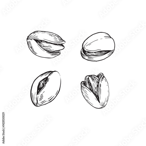 Pistachio nuts vector illustration set. Hand drawn ink sketches of pistachio seeds in shell. Isolated on white background elements for label, menu, packaging design