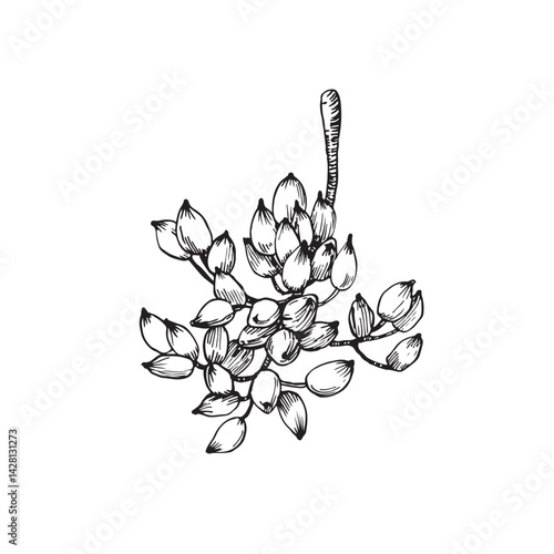 Pistachio branch with fruits and seeds. Vector black and white illustration hand drawn with ink. Isolated object for label design.