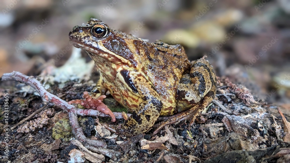 frog on the ground frog on the ground