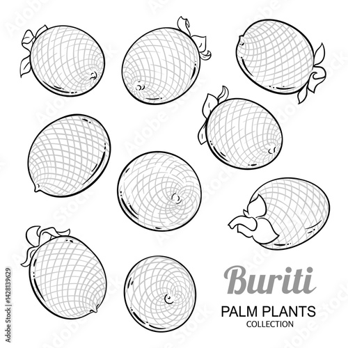 Buriti Fruit Set Outline Illustration. Organic natural nutritional healthy food ingredient, vegetarian diet product. Vector isolated for design or decoration.