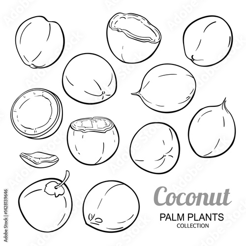 Coconut Nuts Outline Illustration. Organic natural nutritional healthy food ingredient, vegetarian diet product. Vector isolated for design or decoration.