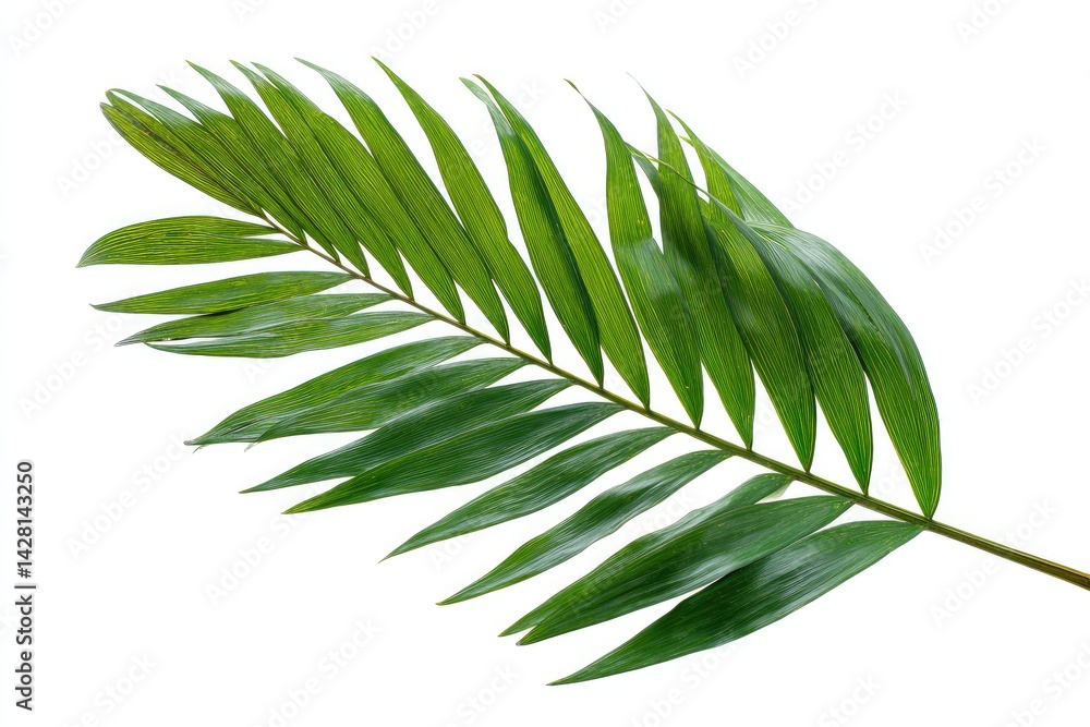 Green Palm Frond on White Background Green Palm Frond on White Background