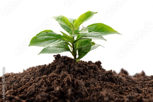 Wallpaper Mural Young Plant Growing in Soil on White Background Torontodigital.ca