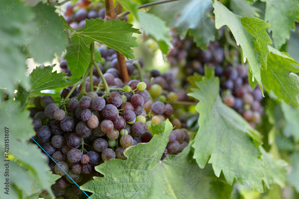 ripe grapes in vineyard close up