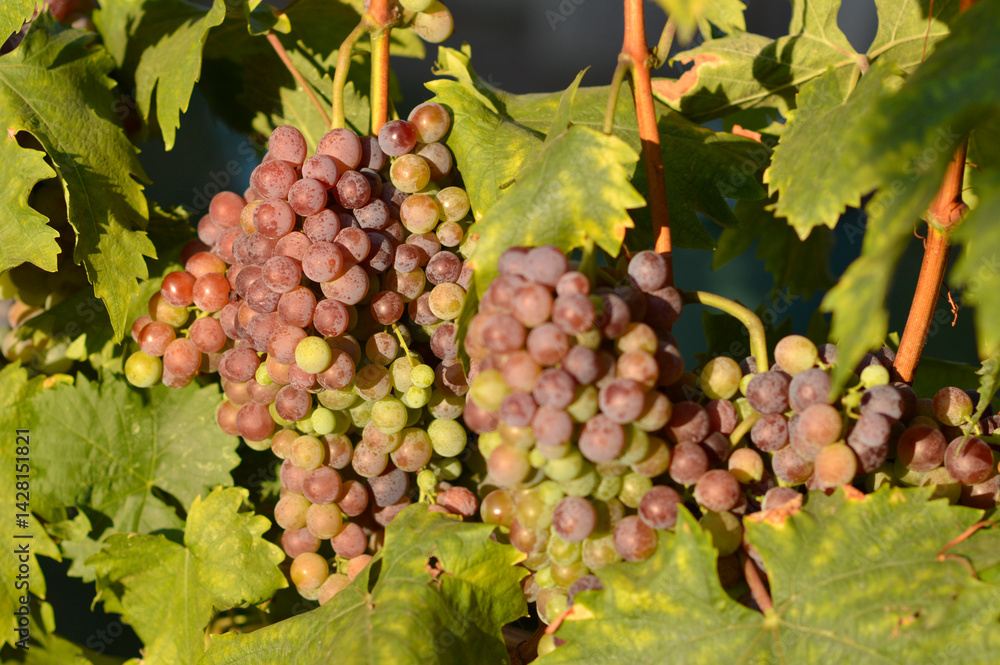 ripe grapes in vineyard close up