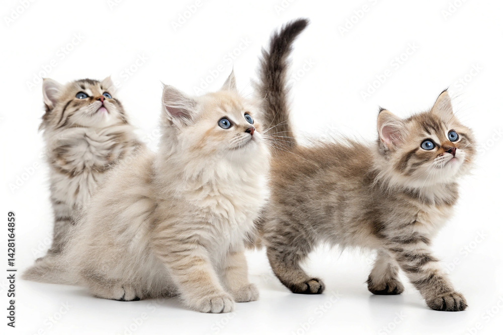 Cat Sitting on White Background
Cat Sitting on White Background