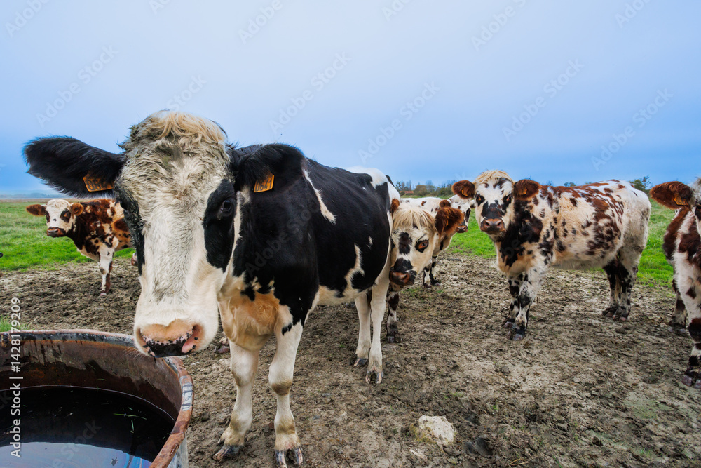 Cows gather near water trough in a muddy field, Normandy, France
