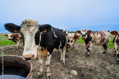 Obraz na płótnie Cows gather near water trough in a muddy field, Normandy, France w salonie