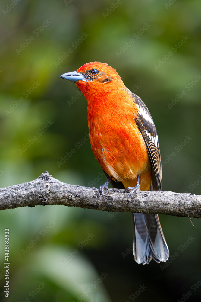 The flame-colored tanager, Piranga bidentata known as the stripe-backed tanager The flame-colored tanager, Piranga bidentata known as the stripe-backed tanager