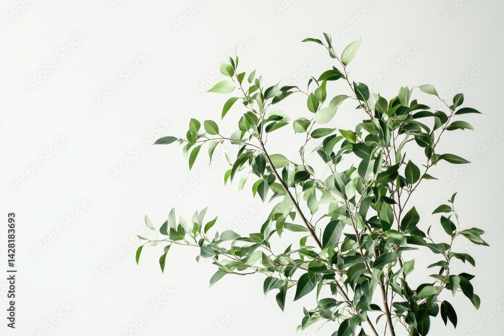 Greenery on a plain backdrop Greenery on a plain backdrop