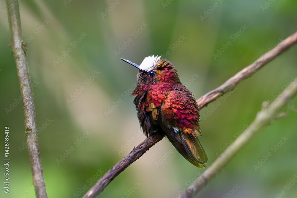 Fototapeta premium The snowcap, Microchera albocoronata is a species of hummingbird in the emeralds