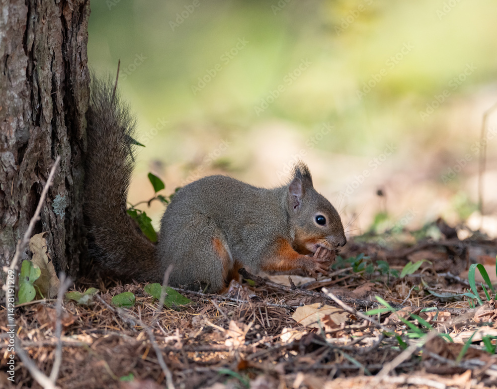 Fototapeta premium 木の実を食べる可愛いニホンリス
