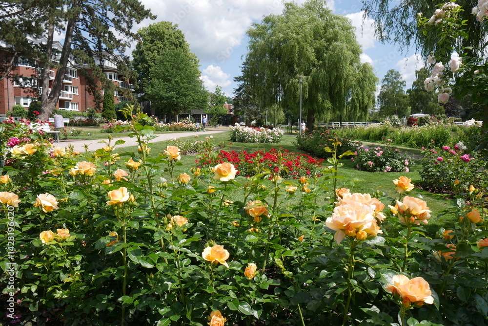 Gelbe Rosen im Rosarium Uetersen