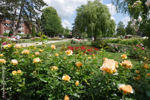 Obraz na płótnie Gelbe Rosen im Rosarium Uetersen w salonie