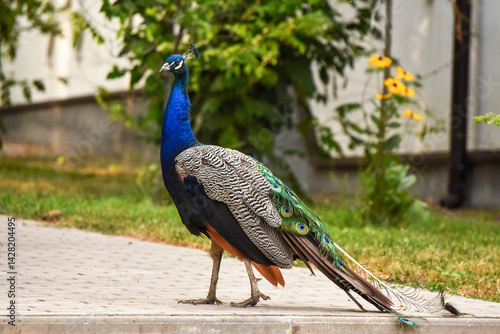 Male Peacock standing on tiles in an urban environment looking straight at the camera. Side view