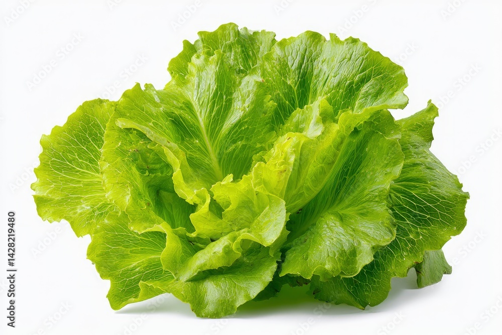 Romaine Lettuce Head Romaine Lettuce Head