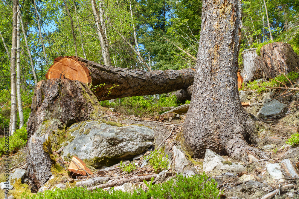 Ein frisch gefällter Baum liegt im Wald