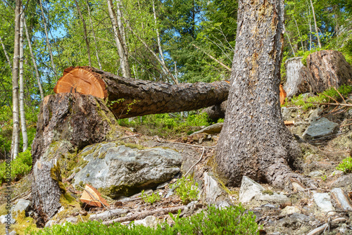 Obraz na płótnie Ein frisch gefällter Baum liegt im Wald w salonie