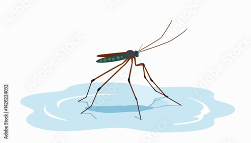 Water strider insect floating on smooth surface, nature illustration