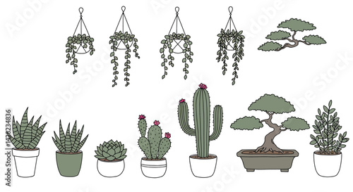 Collection of various indoor plants, including succulents, cacti, and bonsai trees