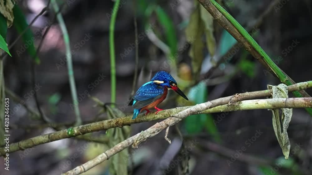 Blue-eared Kingfisher Bird Looking For Fish To Catch In The River. - closeup shot Blue-eared Kingfisher Bird Looking For Fish To Catch In The River. - closeup shot