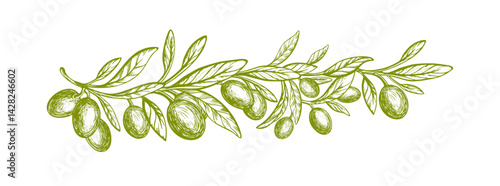 Olive branch, green oil fruits. Botanical vector