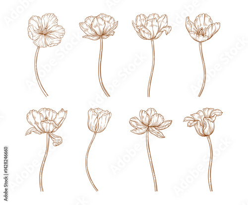 Tulips set, line art style. Flowers with stems, brown sketches. Beautiful spring decor. Drawing vintage elements for design. Vector illustration