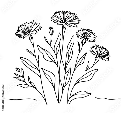 Line art grasses, stems illustration. Black and White Meadow herbs. Herbaceous blooming plants. Set of outline doodle floral sketch Leaves. Hand drawn wild flowers Botanical drawing