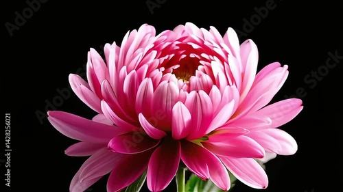 Pink Flower Blooming Against Black Backdrop Gentle Opening Slow Motion
