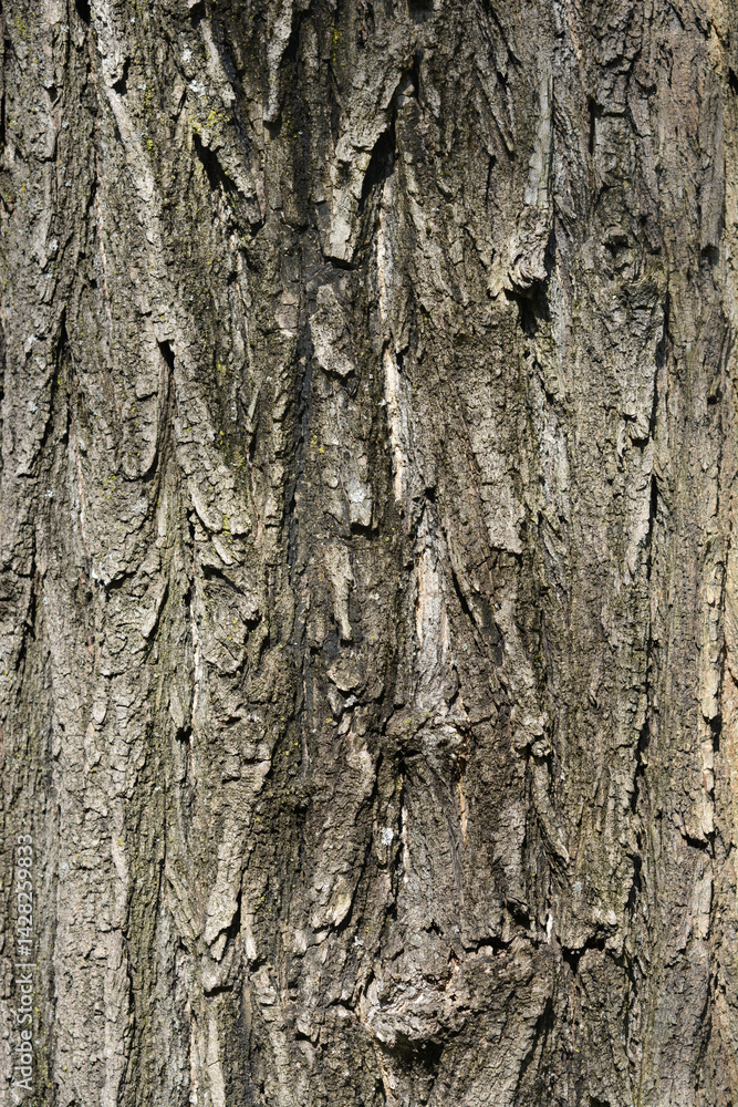Japanese pagoda tree bark detail (scientific name - Sophora japonica)