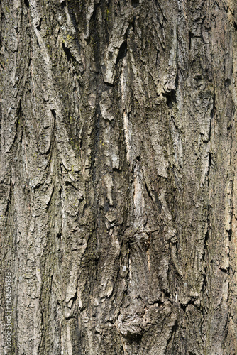 Obraz na płótnie Japanese pagoda tree bark detail (scientific name - Sophora japonica) w salonie