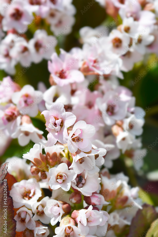 Elephants Ears pale pink flowers (scientific name - Bergenia Angel Kiss)