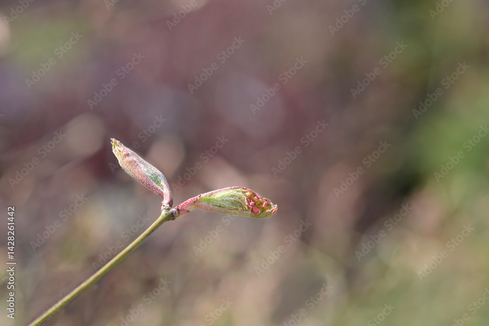 Japanese Maple Ornatum branch with new leaves and flower buds (scientific name - Acer palmatum)