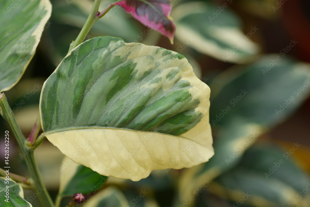 Variegated lemon leaves (scientific name - Citrus x limon Variegata)
