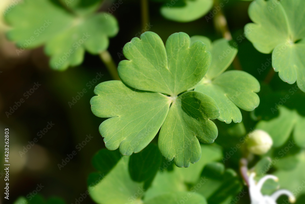 Fan-leaved columbine Cameo White leaves (scientific name - Aquilegia flabellata)
