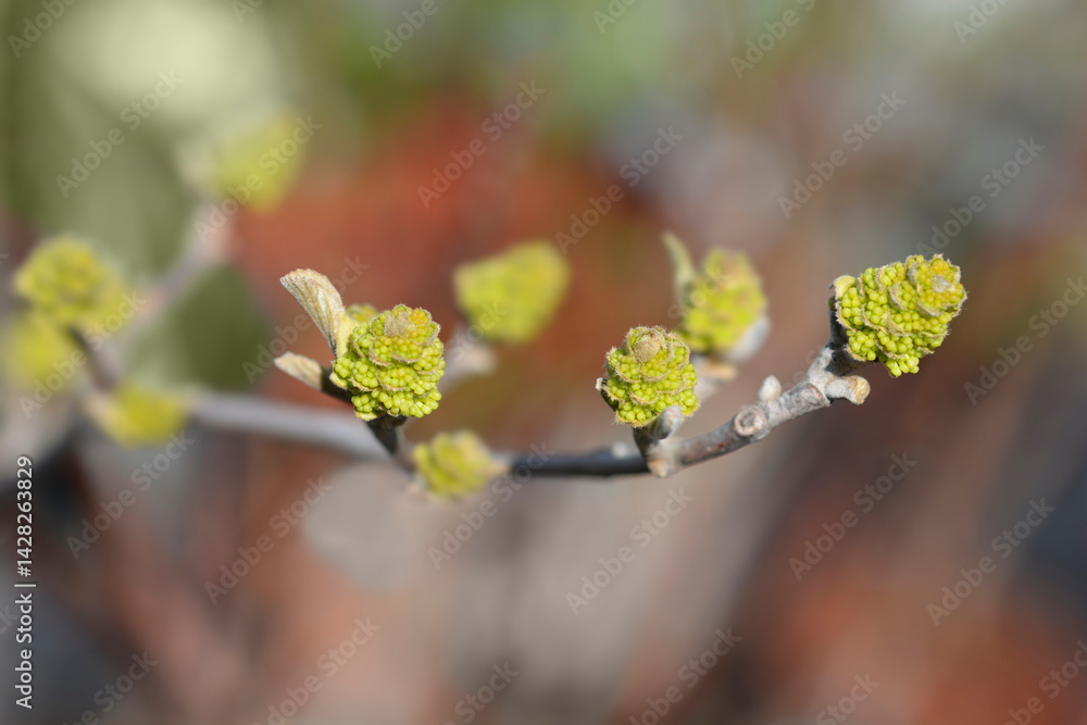 Hybrid witch-alder Sea Spray branch with flower buds (scientific name - Fothergilla ntermedia)