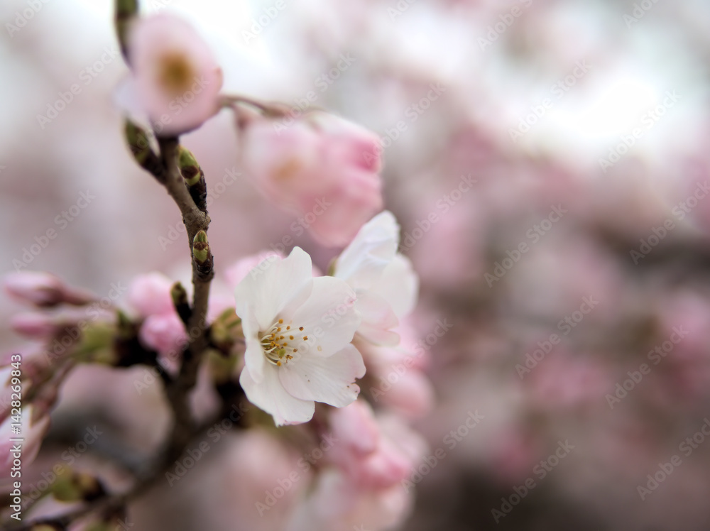 4月に咲いた美しいサクラ「神代曙(ジンダイアケボノ)」 4月に咲いた美しいサクラ「神代曙(ジンダイアケボノ)」