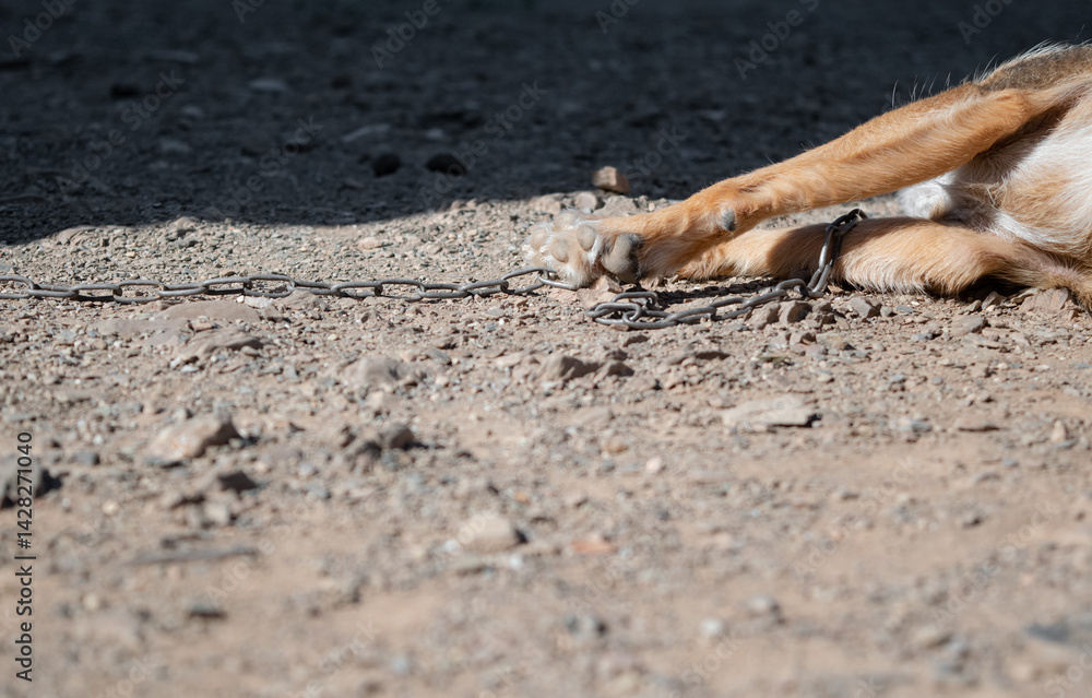 Obraz premium chained animal legs. Chained dog lying lifeless on the dusty ground. Animal abuse.
