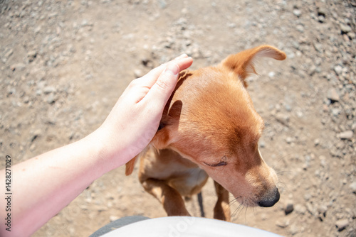 Konstfotografi A girl pets the head of a loving stray puppy who comes to meet her
