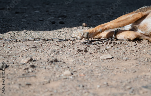 chained animal legs. Chained dog lying lifeless on the dusty ground. Animal abuse.