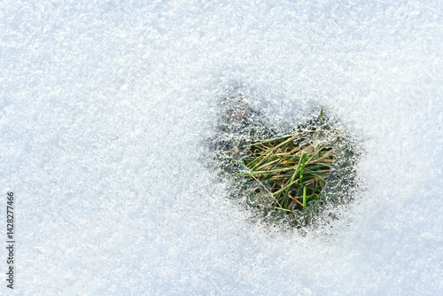 Melted snow mold on the spring lawn grass after winter on the soil. Winter frame loose snow shiny ice