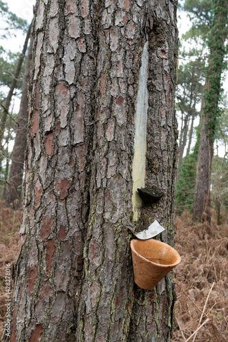Pin maritime, Pinus maritima, Résine, Gemmage, Forêt des Landes, Gironde, 33, France