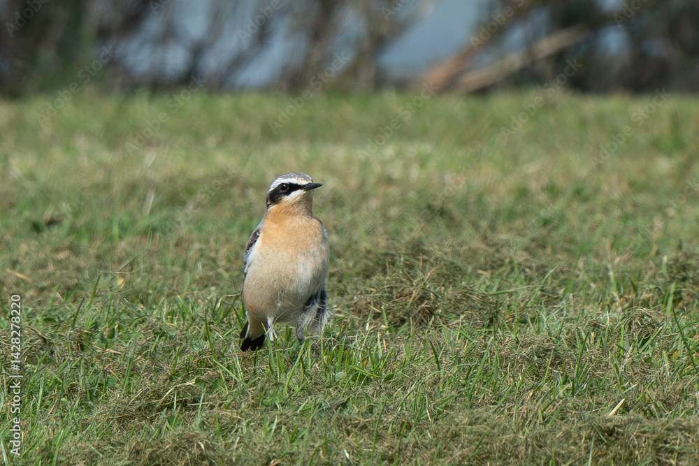 Fototapeta premium Traquet motteux,.Oenanthe oenanthe, Northern Wheatear