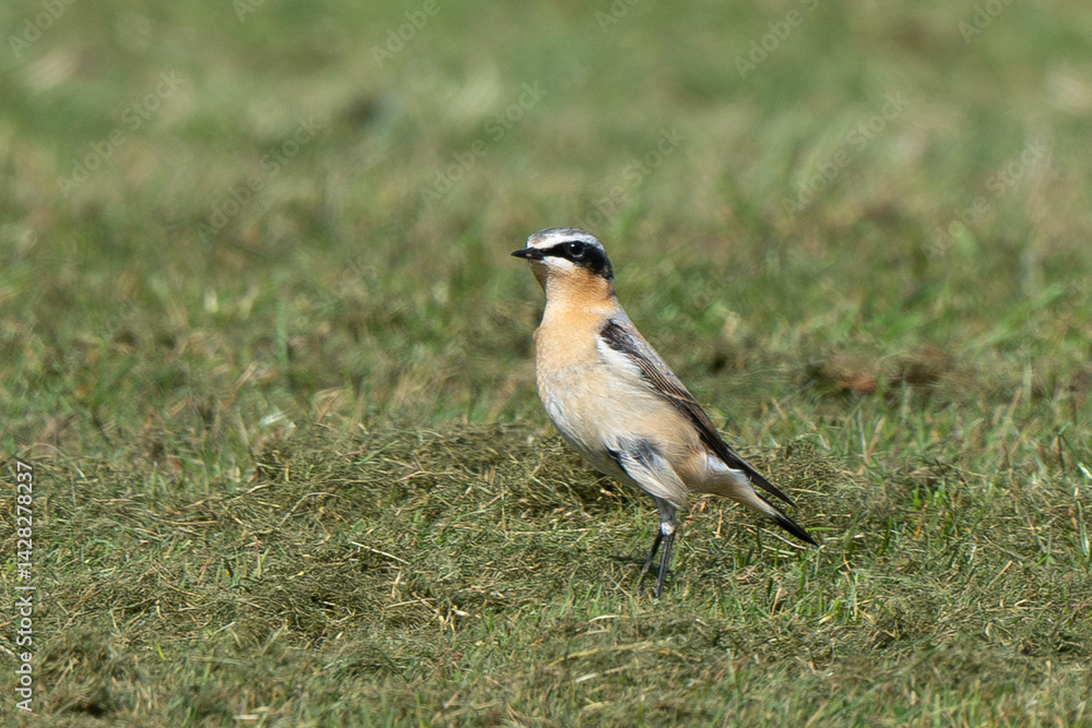 Traquet motteux,.Oenanthe oenanthe, Northern Wheatear